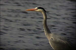 Graureiher (Grey Heron) - Winzlar - Steinhuder Meer