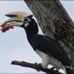 Oriental Pied Hornbill, Tanjung Nipah, Pulau Pangor, Malaysia