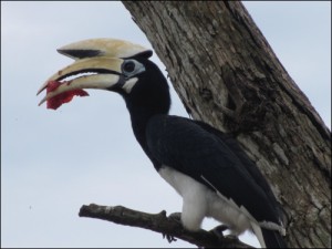 Oriental Pied Hornbill, Tanjung Nipah, Pulau Pangor, Malaysia